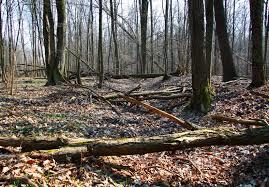 Rezerwat przyrody Łęgi Czarnej Strugi